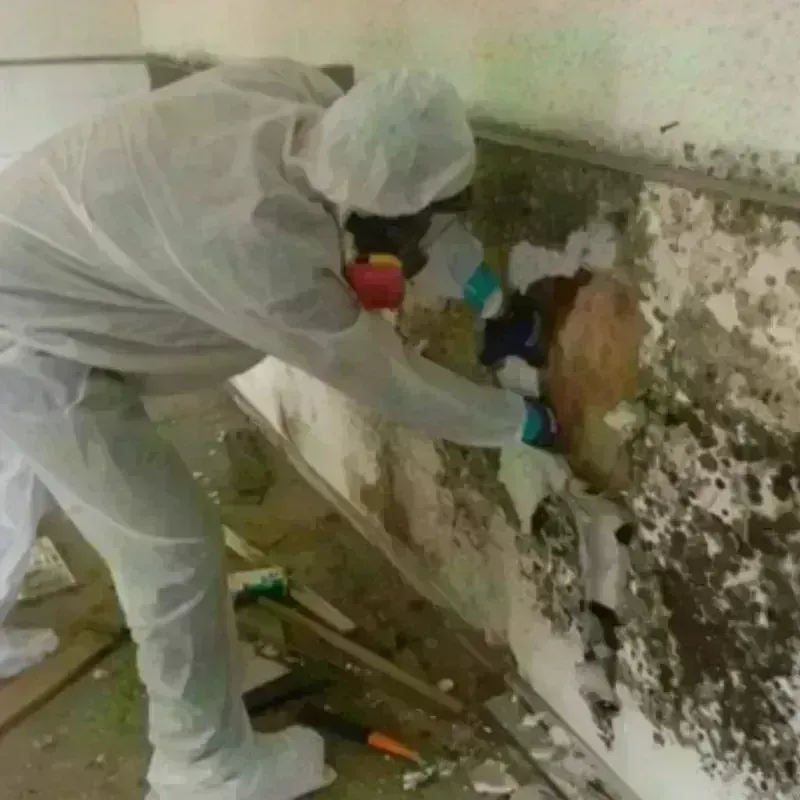 Mold Remediation and Removal in Refugio County, TX